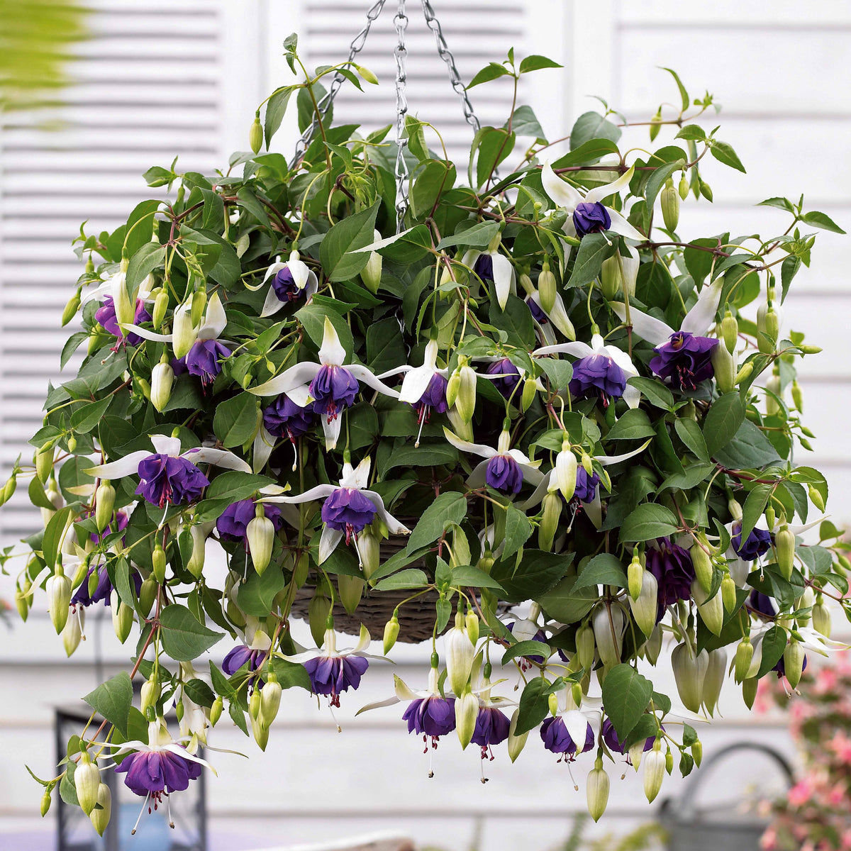 3 Fuchsias retombants Blue Angel - Bakker