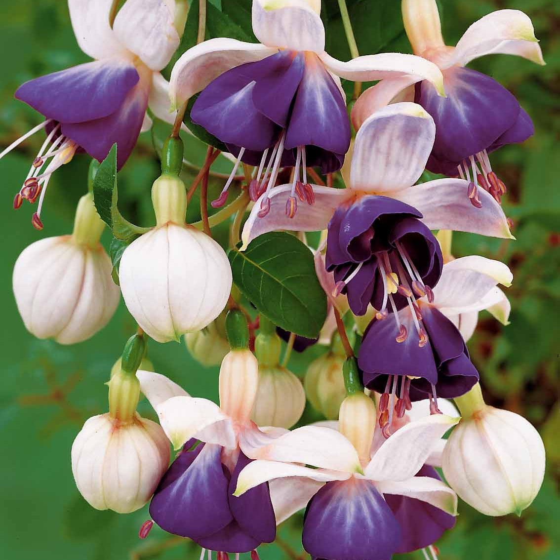 3 Fuchsias retombants Blue Angel - Fuchsia blue angel - Bakker