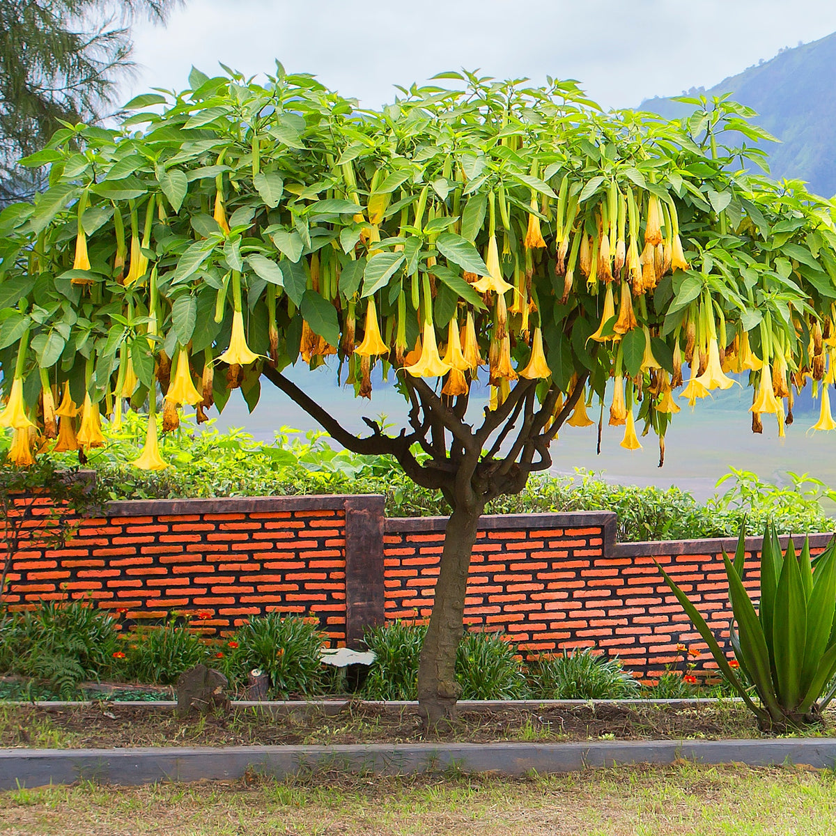Brugmansia jaune - Bakker