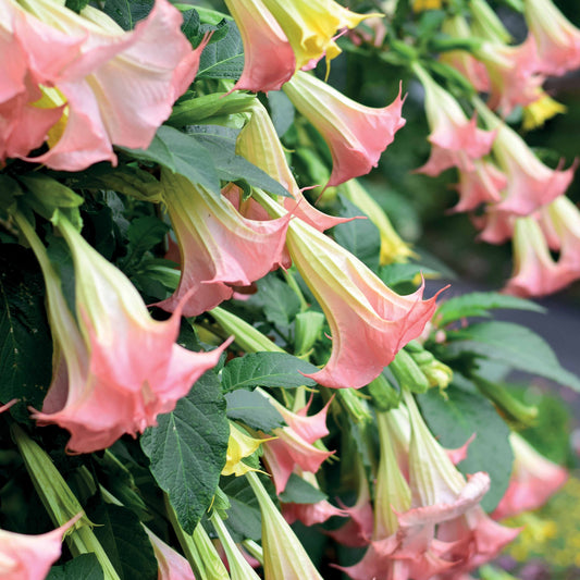 Brugmansia Exotic Pink - Bakker