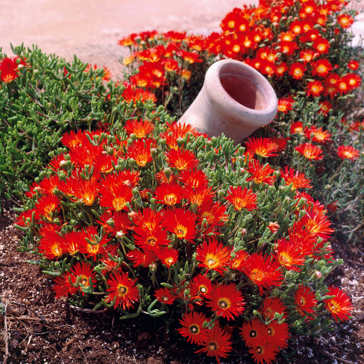 Ficoïde rouge - Lampranthus aurantiacus - Bakker