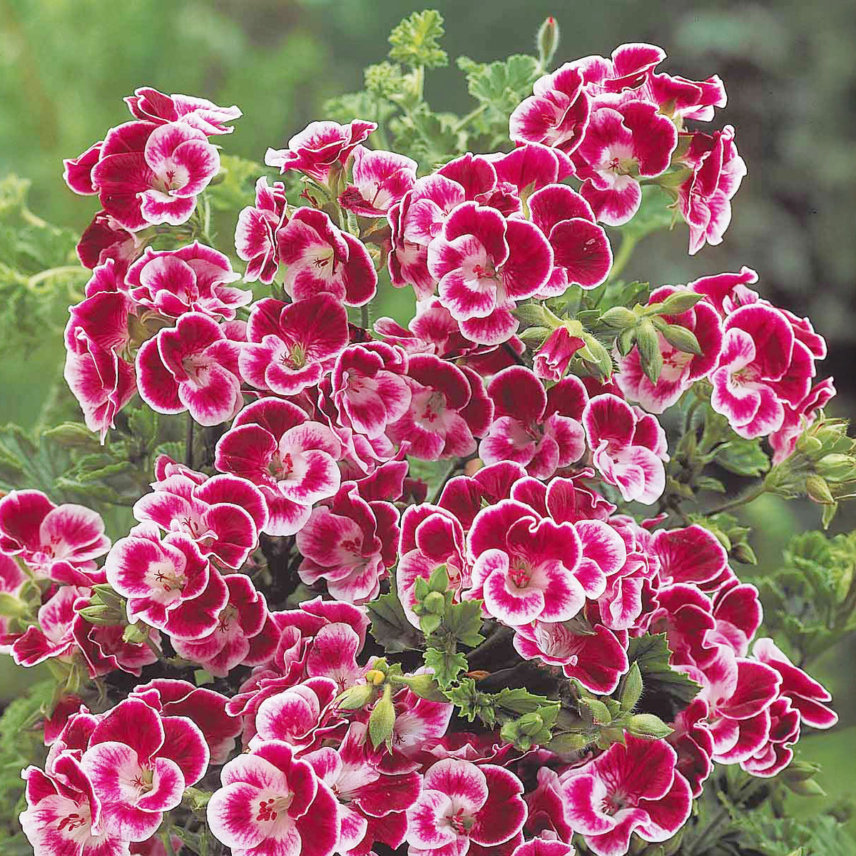3 Géraniums parfumés Pansy - Pelargonium pansy - Bakker