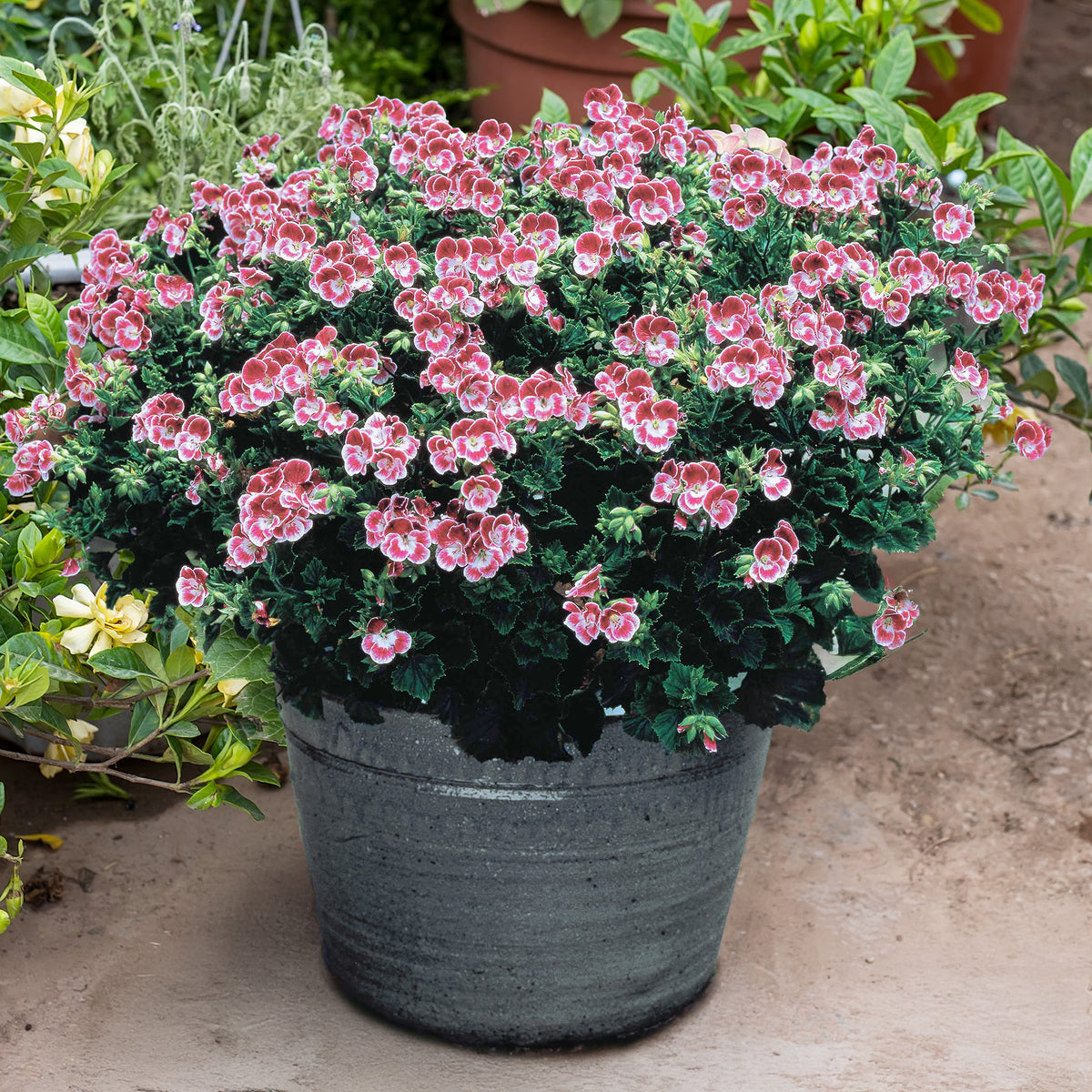 Géranium - Pélargonium - 3 Géraniums parfumés Pansy - Pelargonium pansy