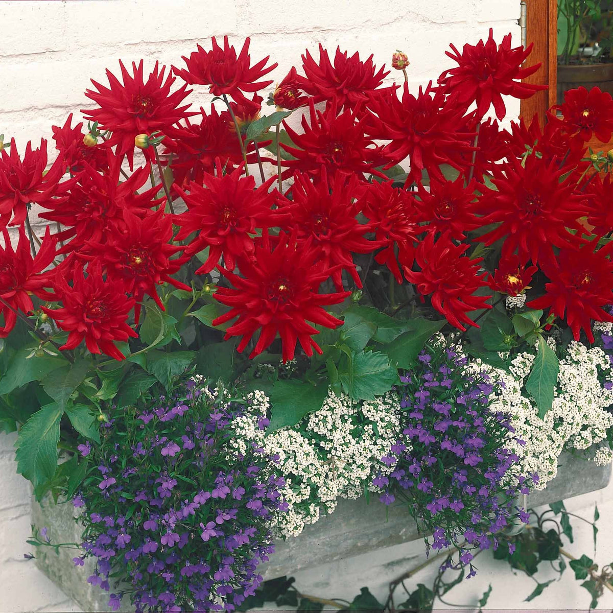 Dahlia Red Pigmy - 3 Dahlias cactus nain Red Pigmy - Bulbes de Dahlia