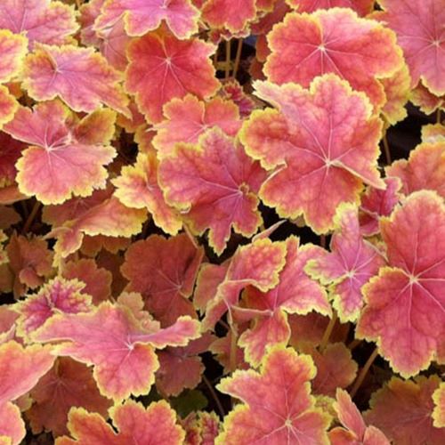 Heuchère Tiramisu - Heuchera Tiramisu - Bakker