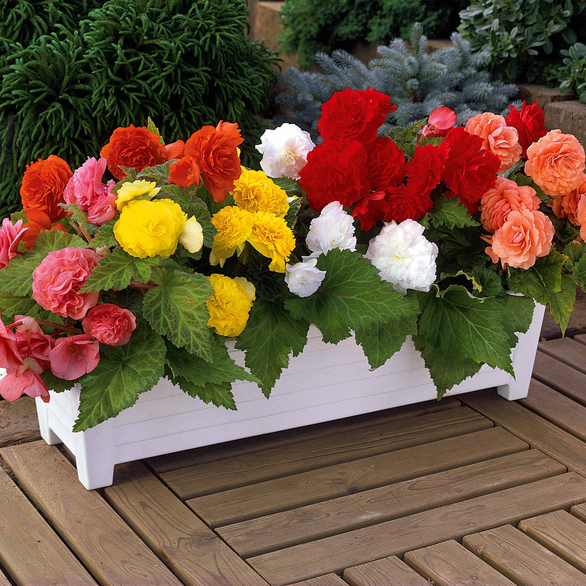 16 Bégonias Non Stop jaunes, rouges, roses, blancs en mélange - Bakker