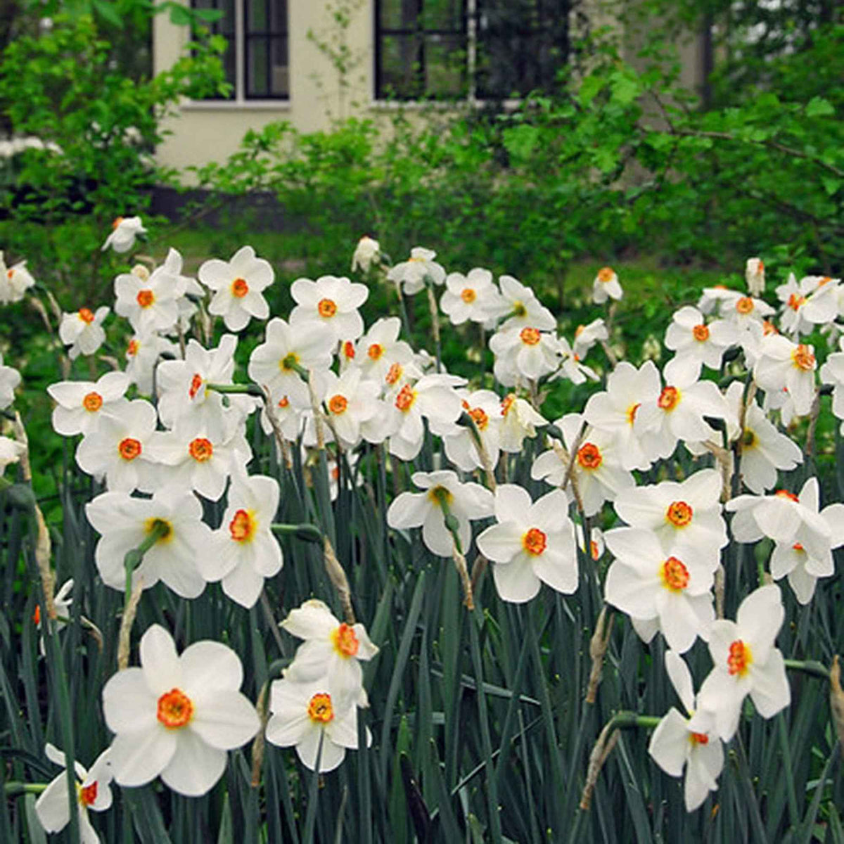 Narcissus poeticus Actea - 10 Narcisses des poètes Actea - Bulbes de Narcisse