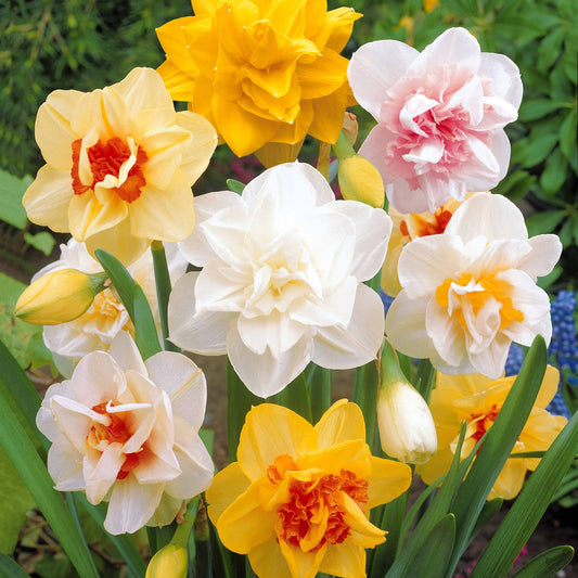 Bakker - 10 Narcisses à fleurs doubles Obdam - Narcissus obdam - Bulbes de printemps