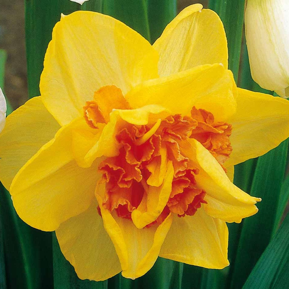 10 Narcisses à fleurs doubles Tahiti - Bulbes de Narcisse - Bakker