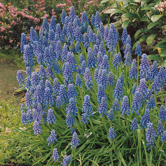 Bakker - 10 Muscaris bleus - Muscari armeniacum - Bulbes de printemps