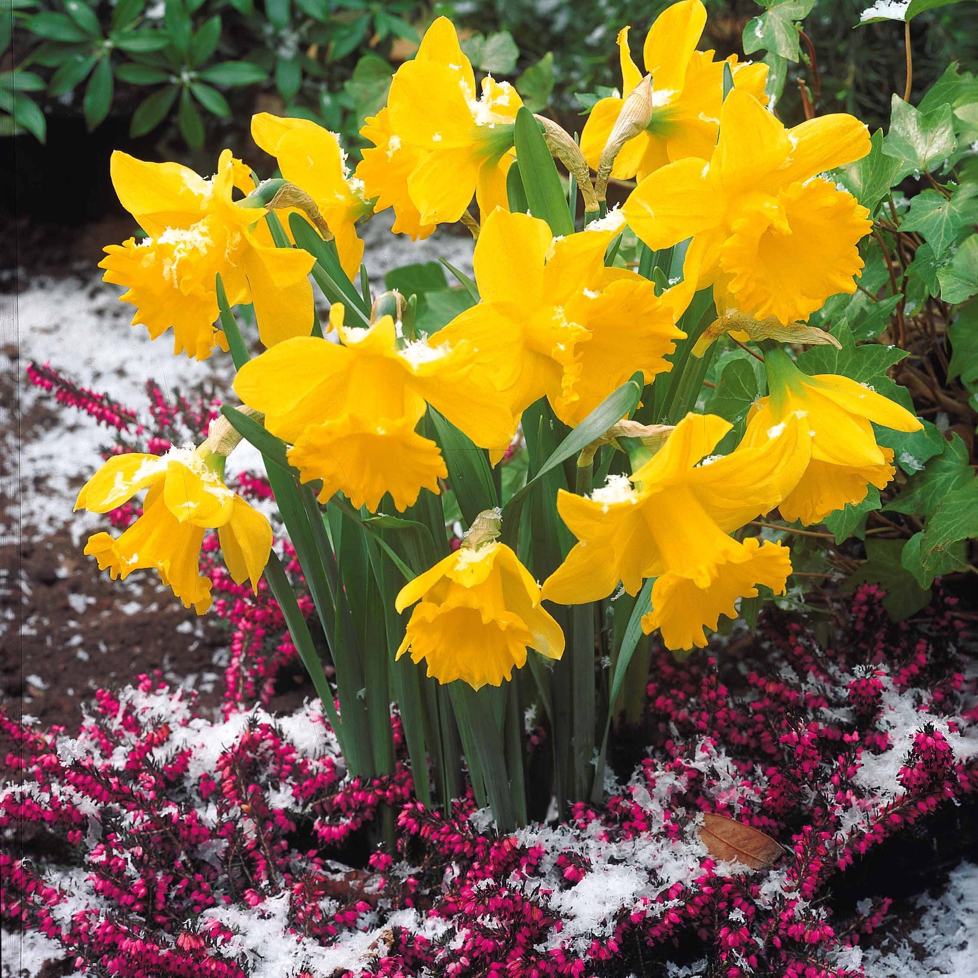 10 Narcisses Rijnveld Early Sensation - Narcissus rijnsveld early sensation - Bakker