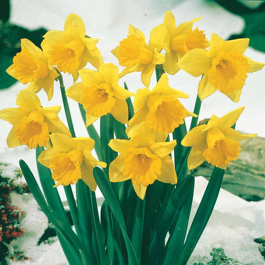 10 Narcisses Rijnveld Early Sensation - Bakker