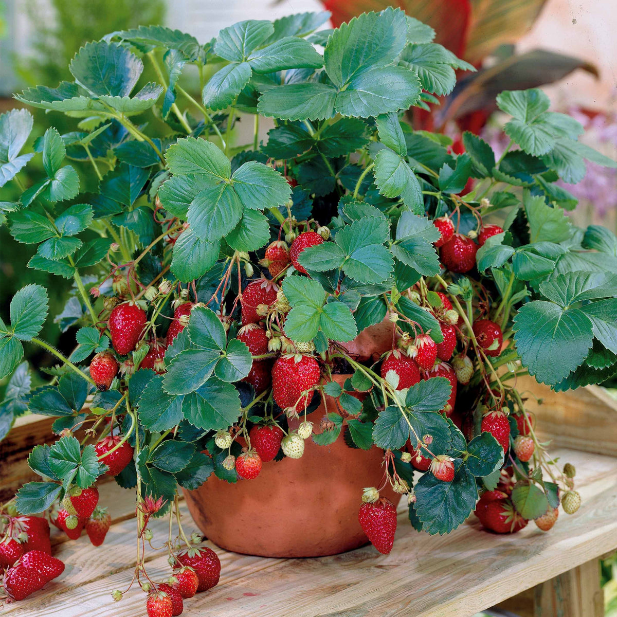 5 Fraisiers remontants Maestro ® COV 89.98.1 - Fragaria maestro ® cov 89.98.1 - Bakker
