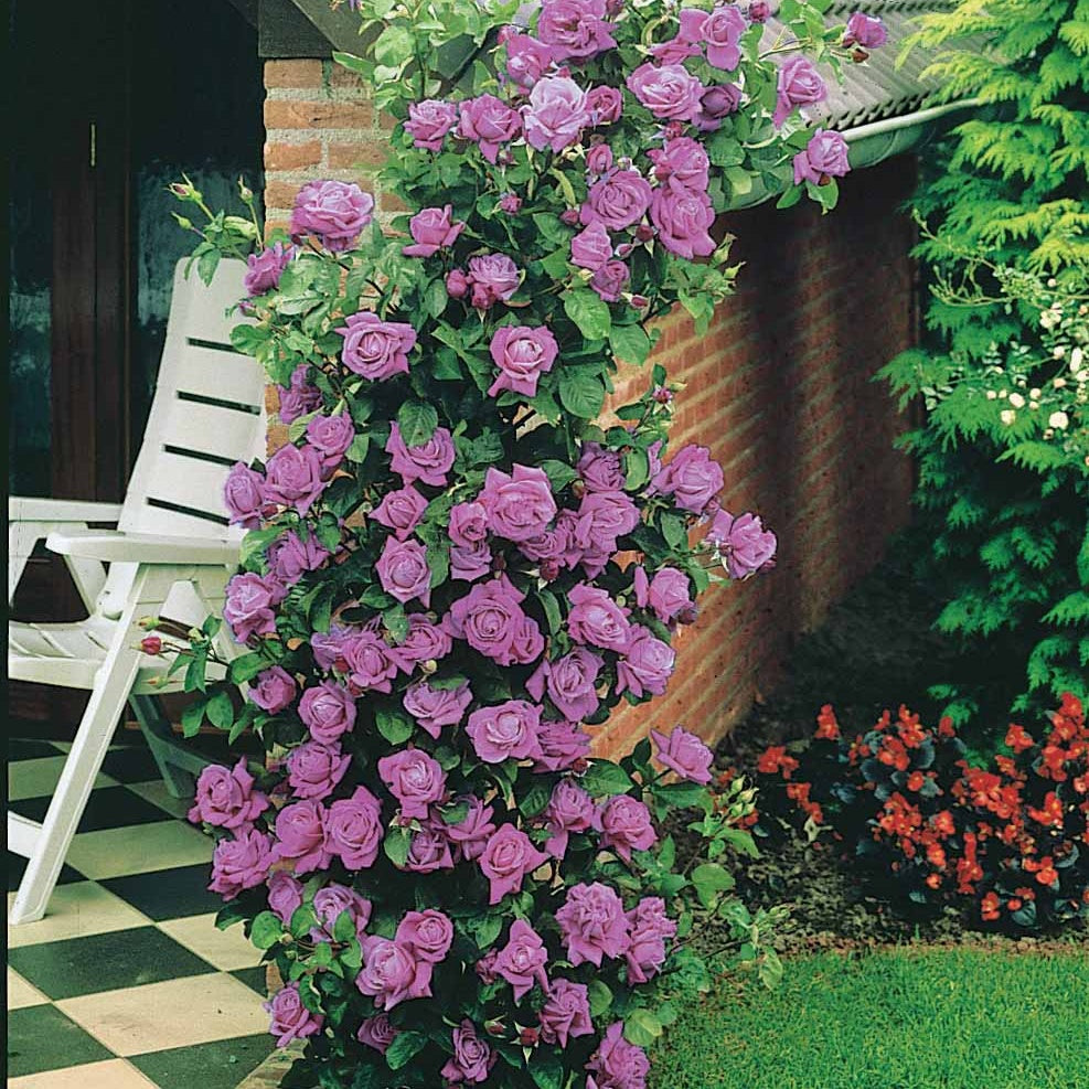 Rosa indigoletta - Rosier grimpant Indigoletta - Rosiers grimpants