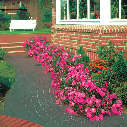 Rosiers couvre-sol Mirato ® - Bakker