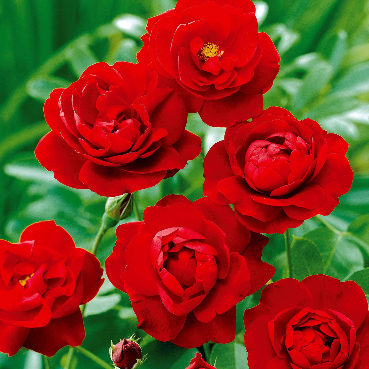 Rosa polyantha - Rosier à massif rouge - Rosiers - racines nues