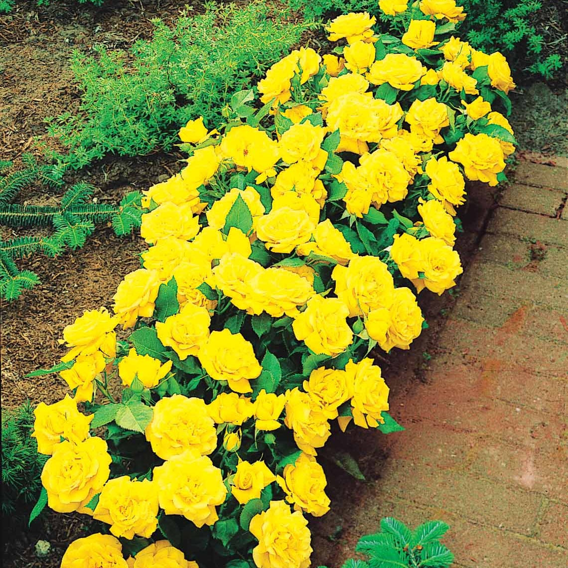 3 Mini-rosiers Randilla jaune - Rosa randilla - Bakker