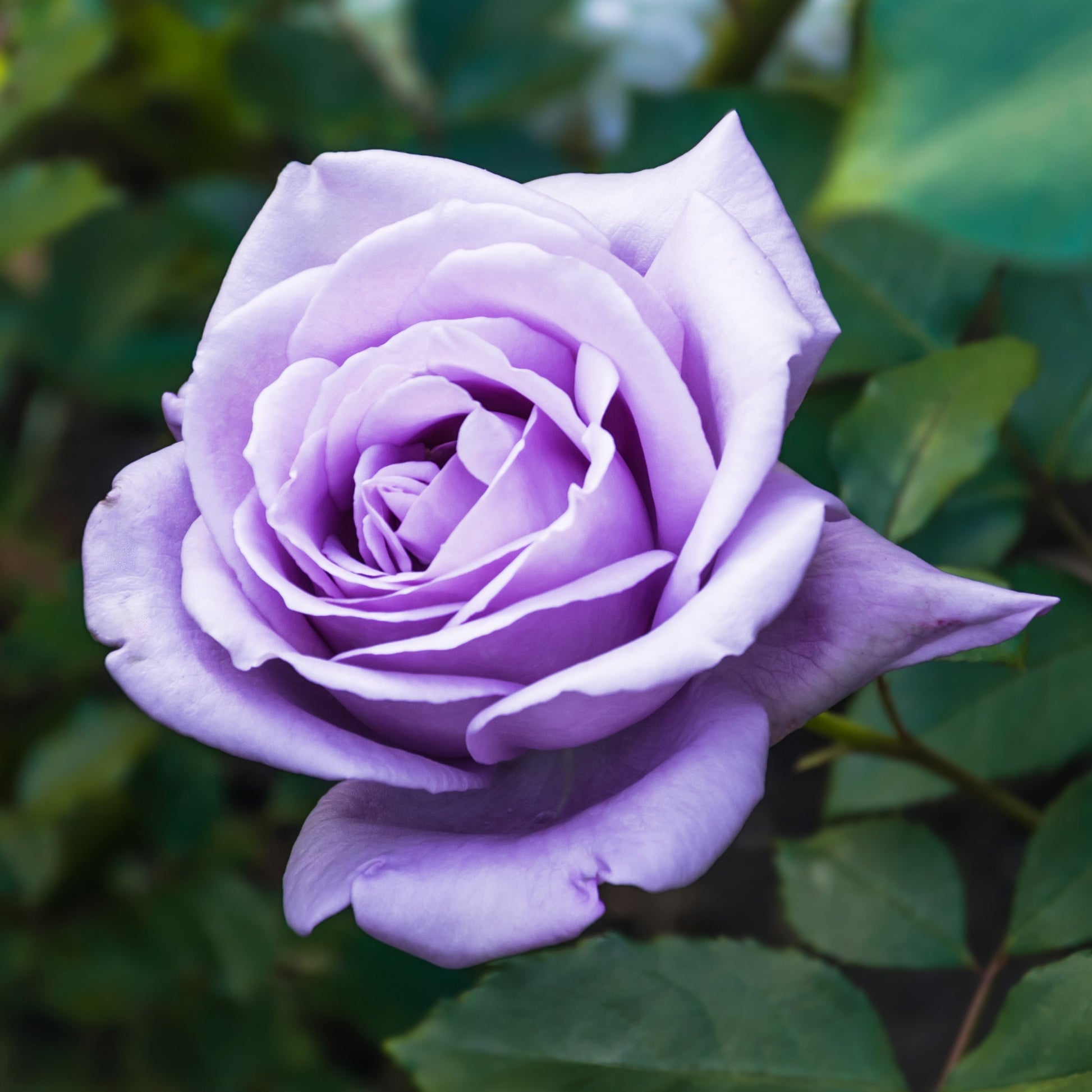 Rosier buisson violet - Rosa - Bakker
