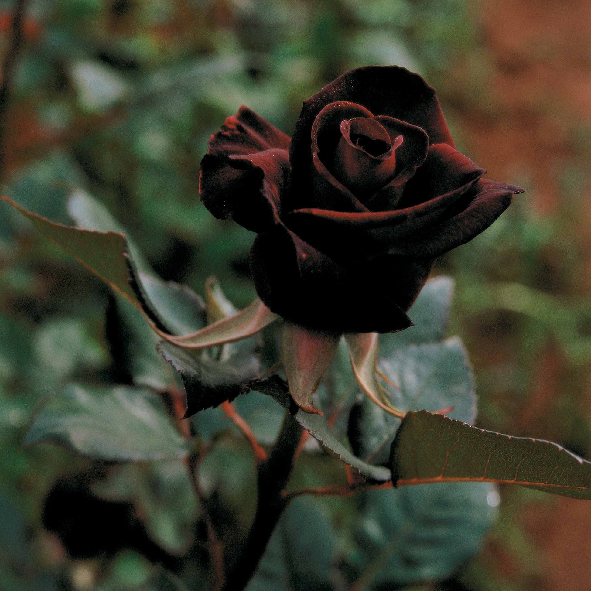 Rosa Black Baccara ® - Rosier buisson Black Baccara ® Meidebenne - Rosiers