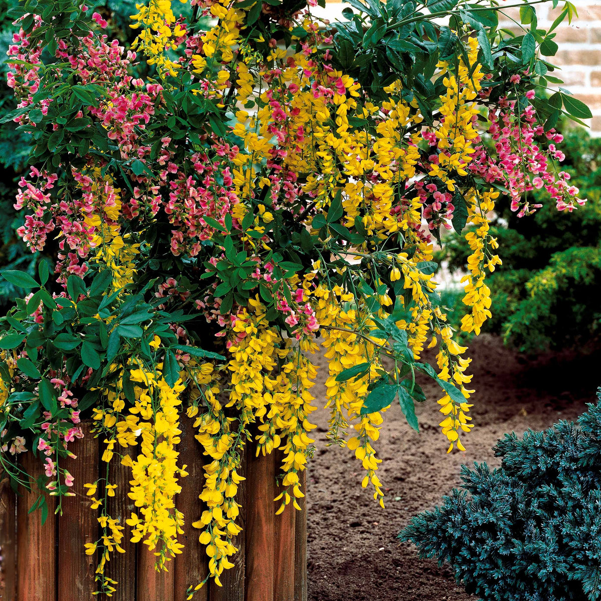Cytise bicolore - Laburnocytisus adamii - Bakker