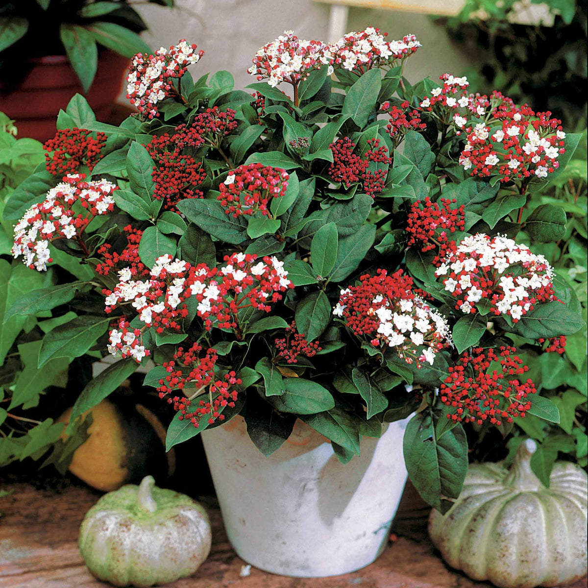 Viornes - Viorne naine Spirit - Viburnum tinus Spirit