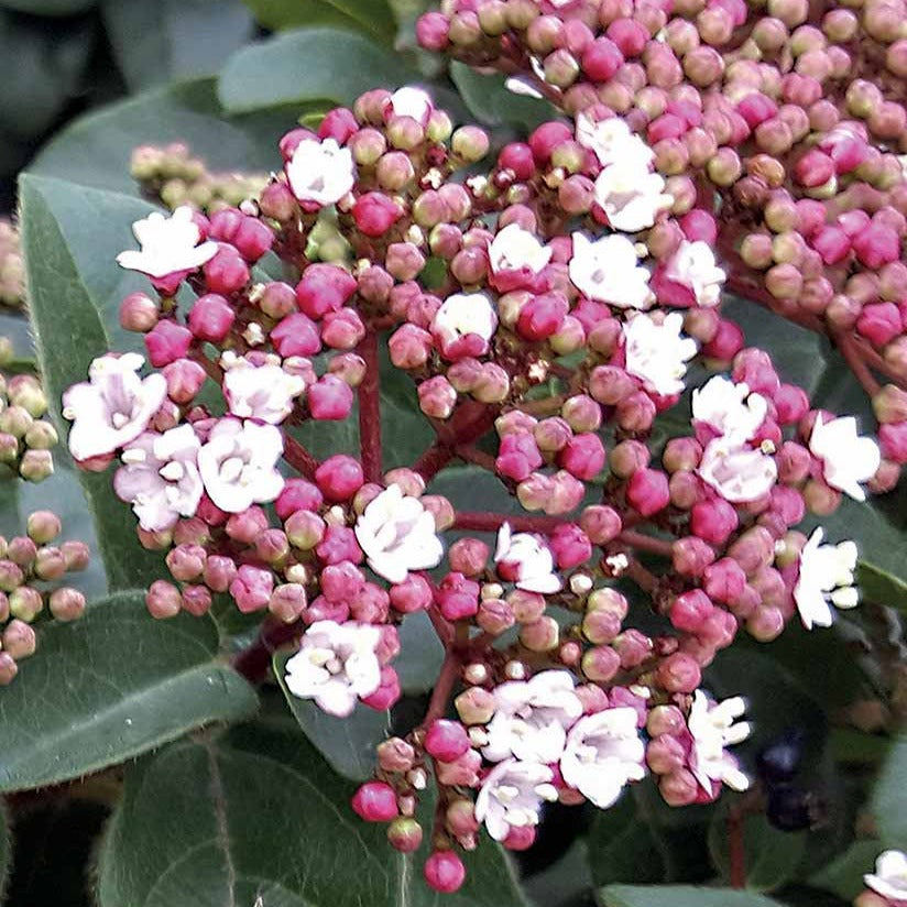 Viburnum tinus Spirit - Viorne naine Spirit - Viornes