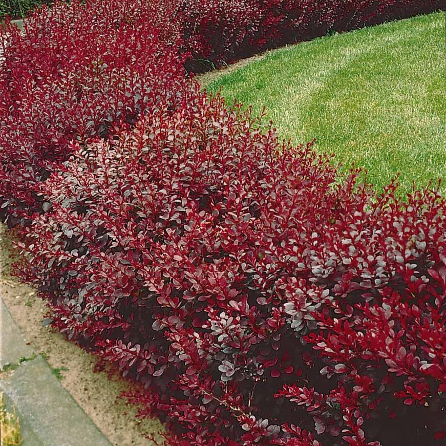 Haie de Berberis rouges - Berberis thunbergii Atropurpurea - Bakker