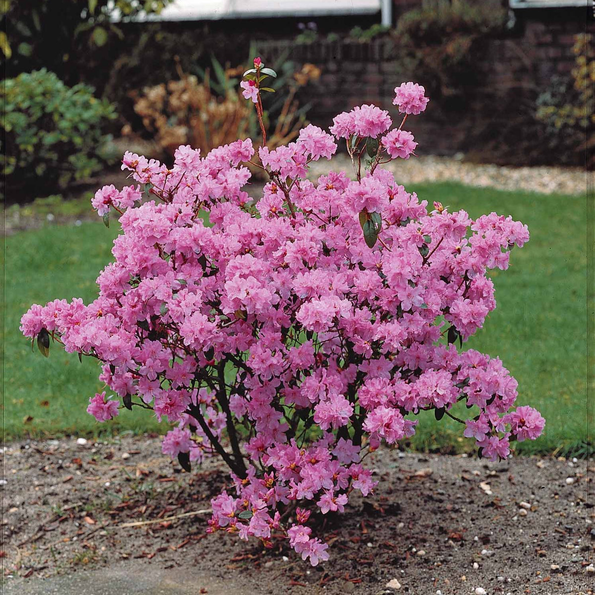 Rhododendron praecox - Rhododendron précoce - Rhododendron