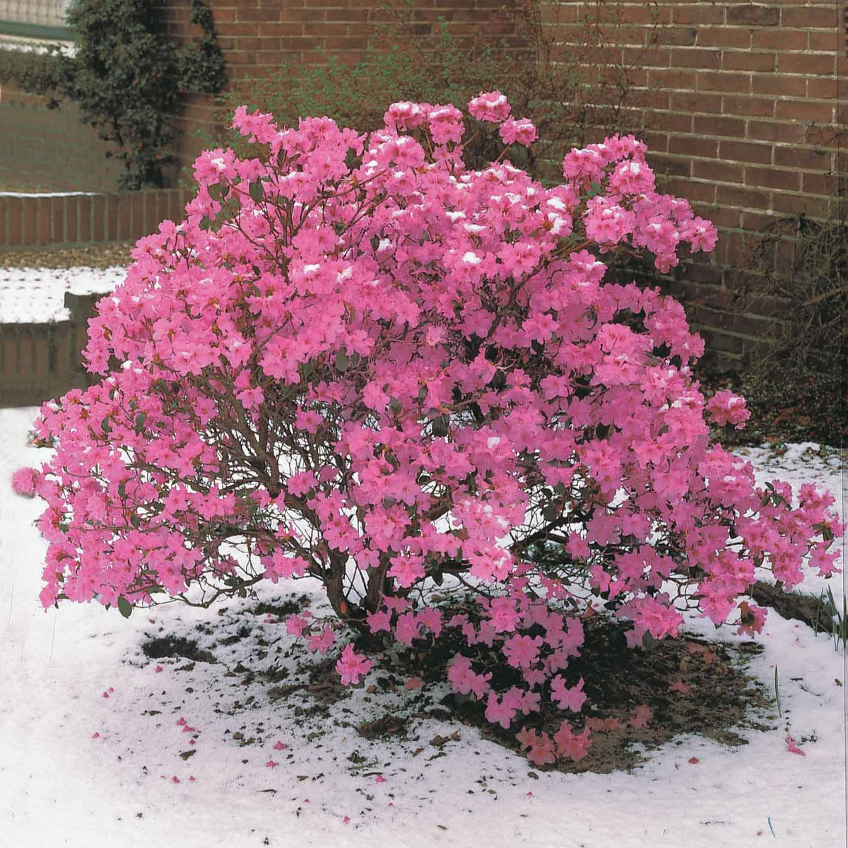 Rhododendron précoce - Rhododendron praecox - Bakker