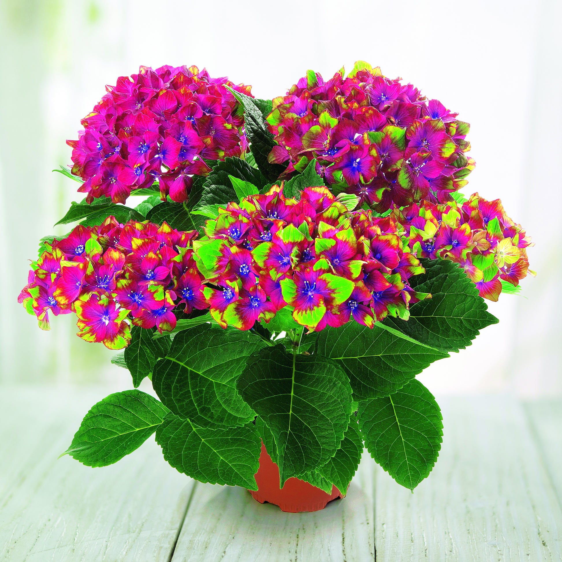 Hortensia Saxon ® - Hydrangea macrophylla Saxon ® - Bakker