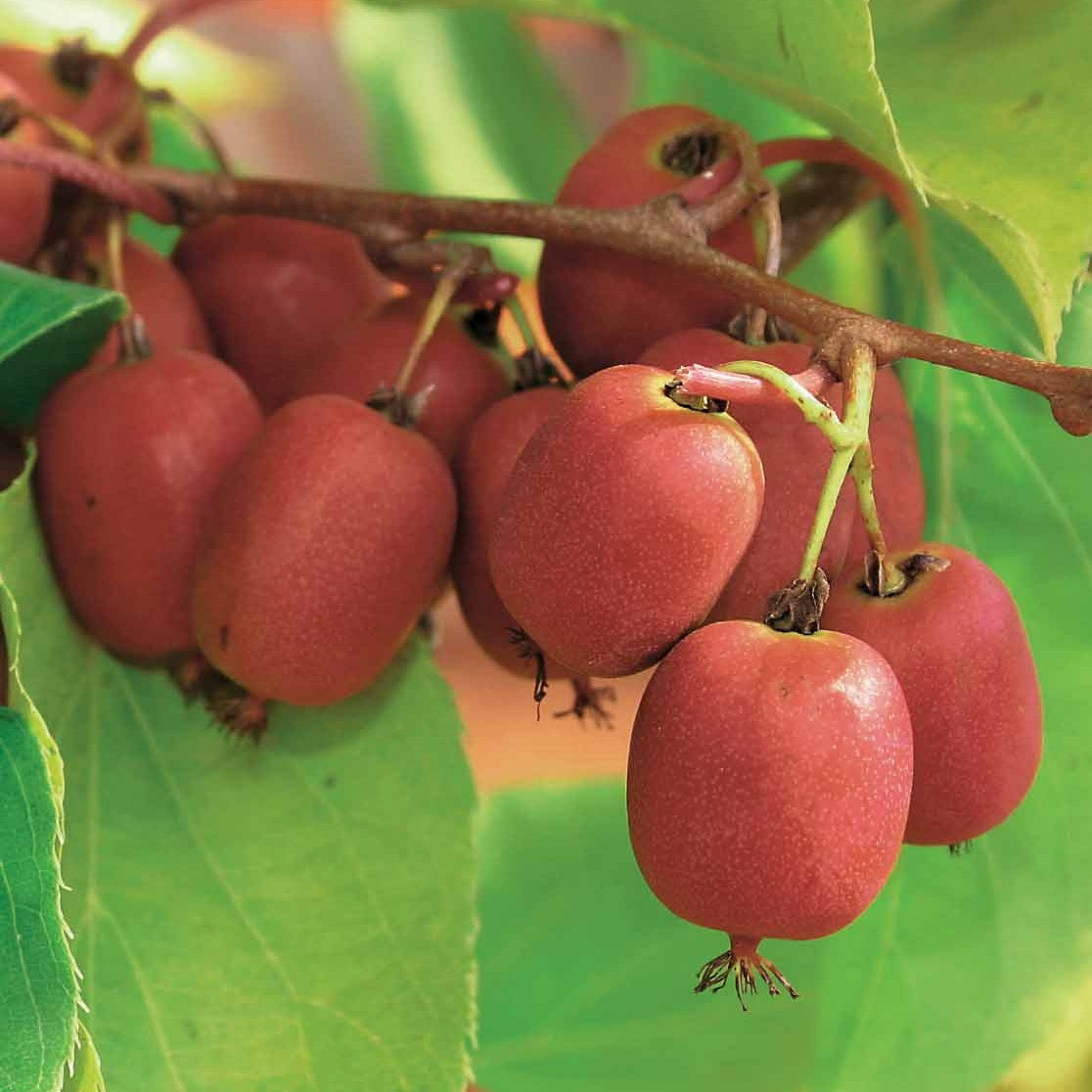 le couple de Kiwis rouges Weiki ® Plus (1 mâle + 1 femelle) - Bakker.com | France