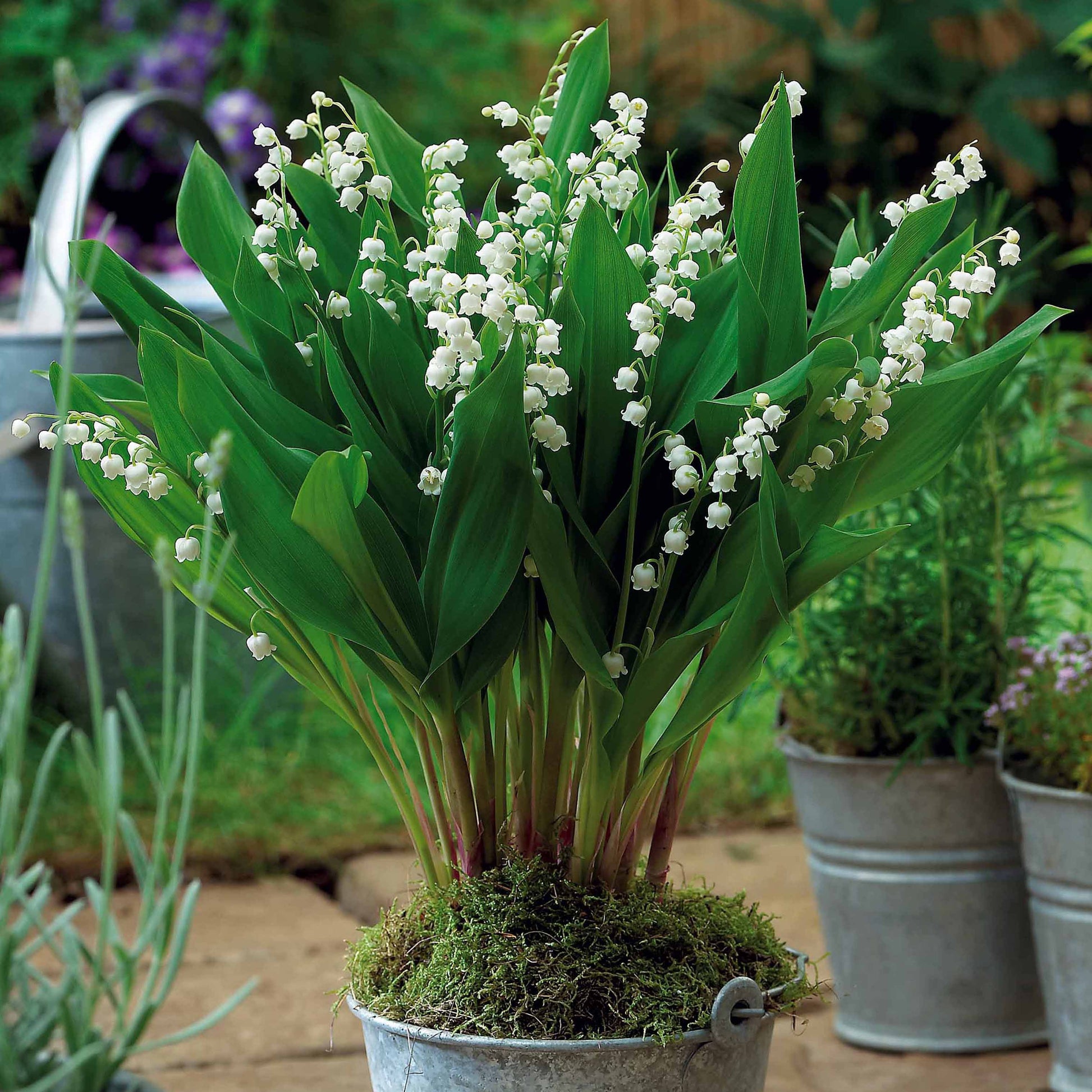 Convalaria majalis Bordeaux - 5 Muguets géant Bordeaux - Plantes vivaces