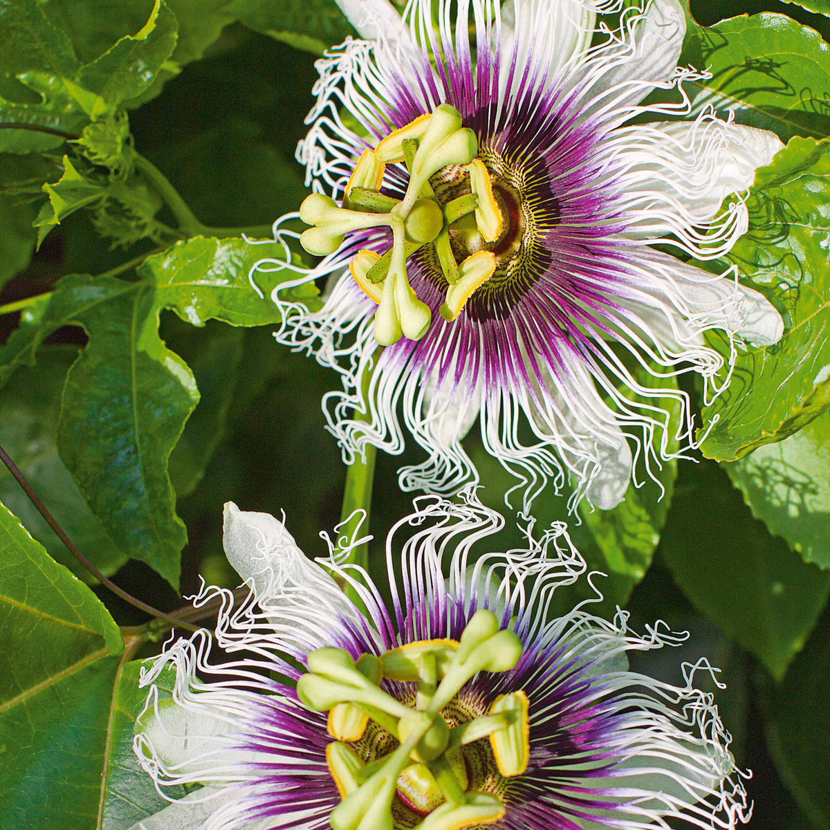 Fruitiers grimpants - Fruit de la passion Frederick - Passiflora edulis frederick