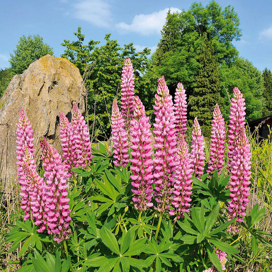 3 Lupins roses - Bakker