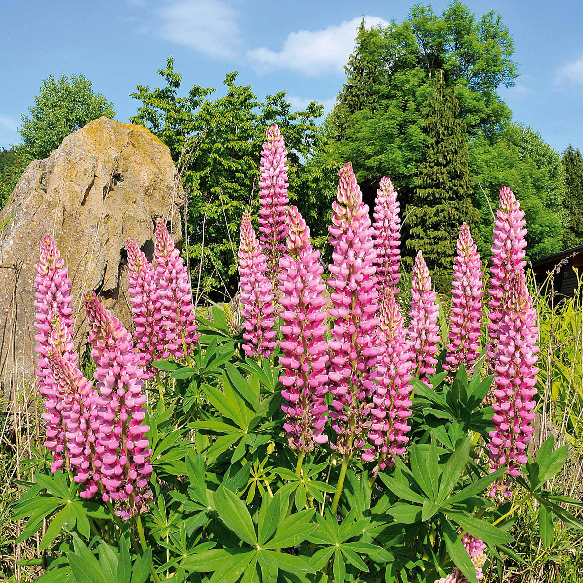3 Lupins roses - Bakker