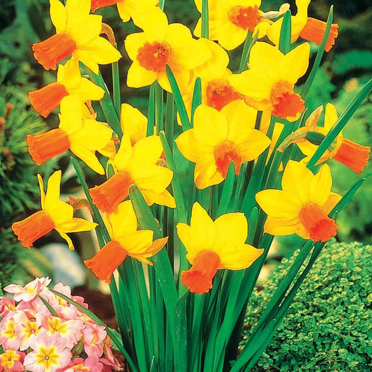 Bakker - 5 Mini-narcisses Jet Fire - Narcissus jet fire - Bulbes à fleurs