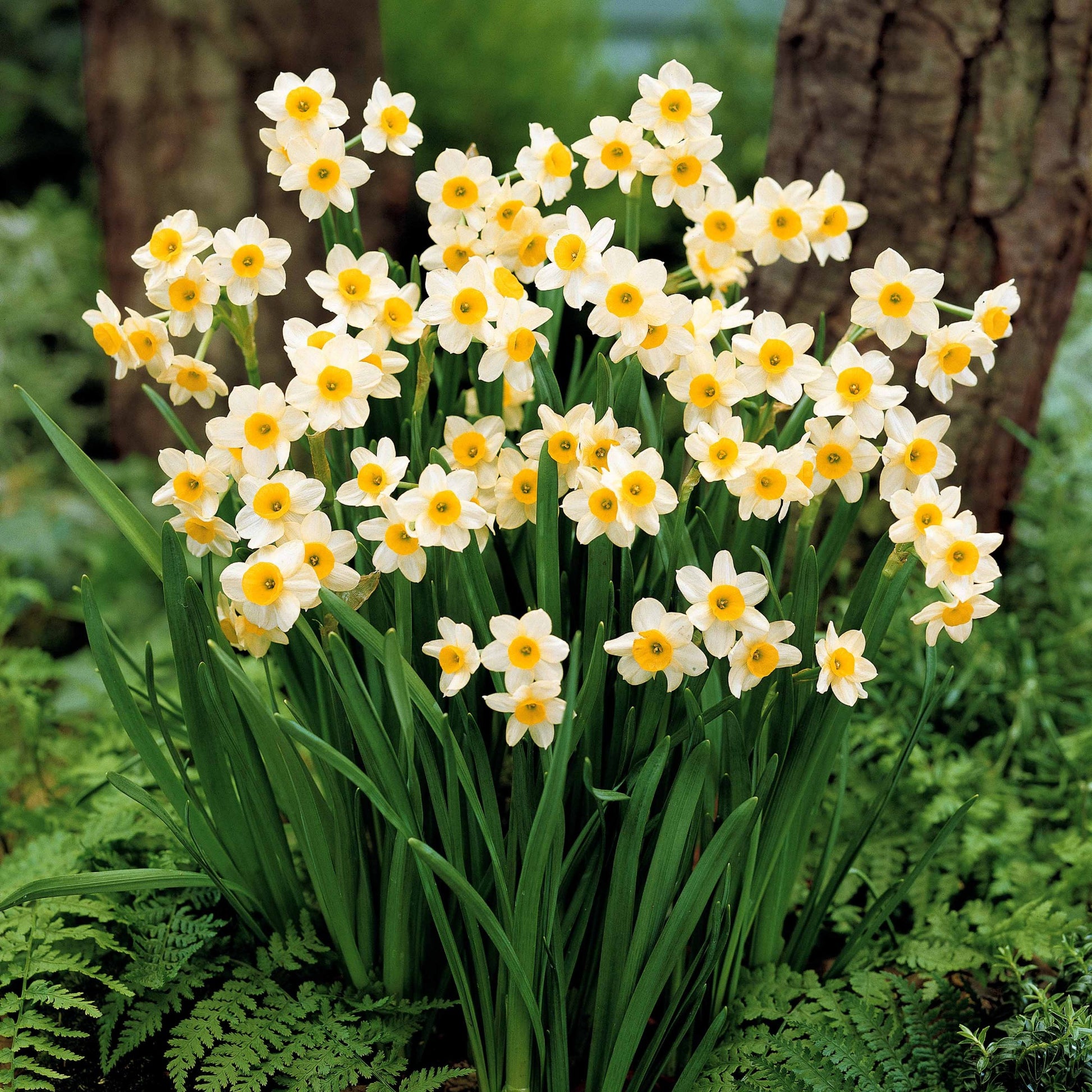 10 Mini-narcisses Minnow - Narcissus tazetta minnow - Bakker