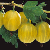 Bakker - Groseillier à maquereau blanc sur tige - Ribes uva-crispa