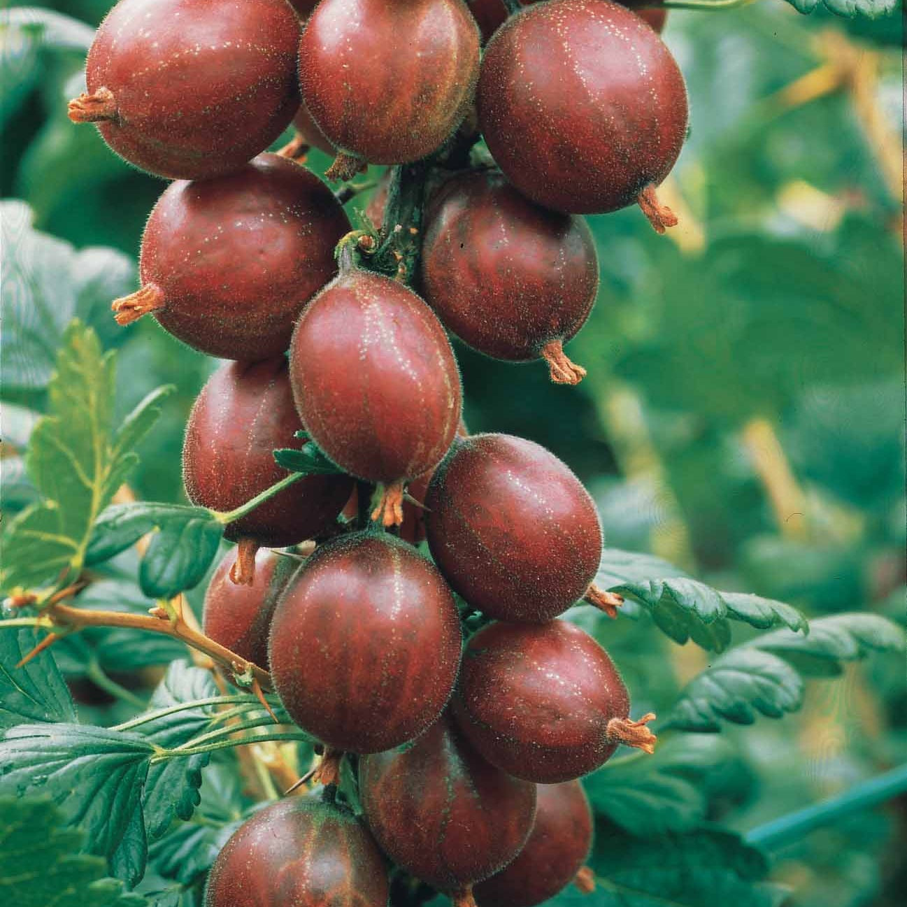 Bakker - Groseillier à maquereau rouge sur tige - Ribes uva-crispa - Fruitiers