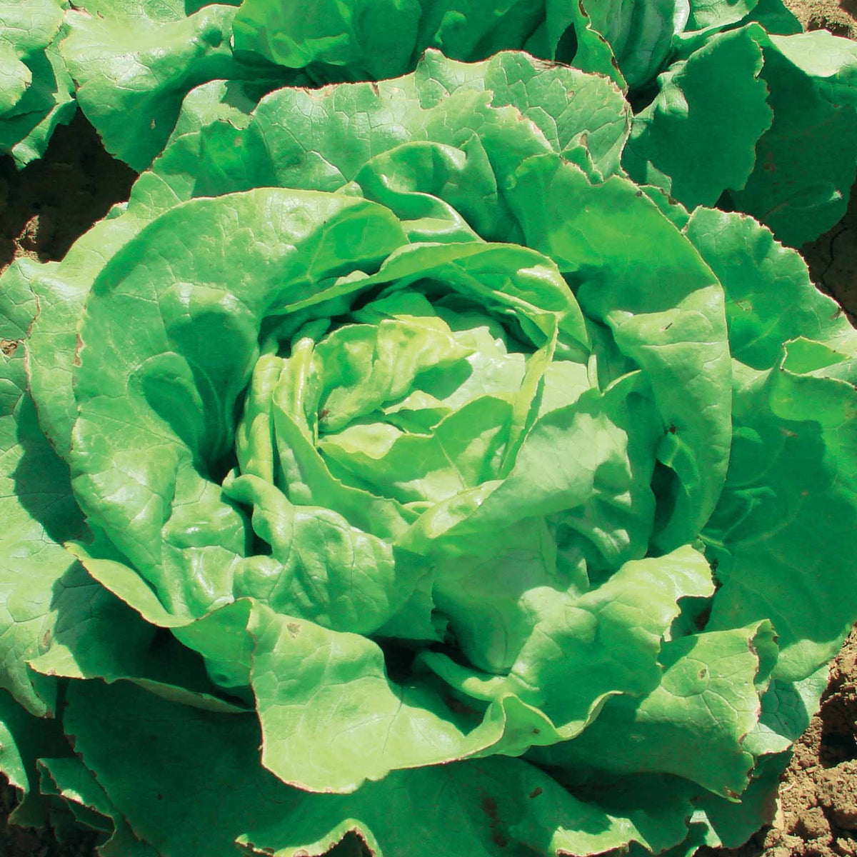 Lactuca sativa Deliane - Laitue pommée Deliane - Graines de salades