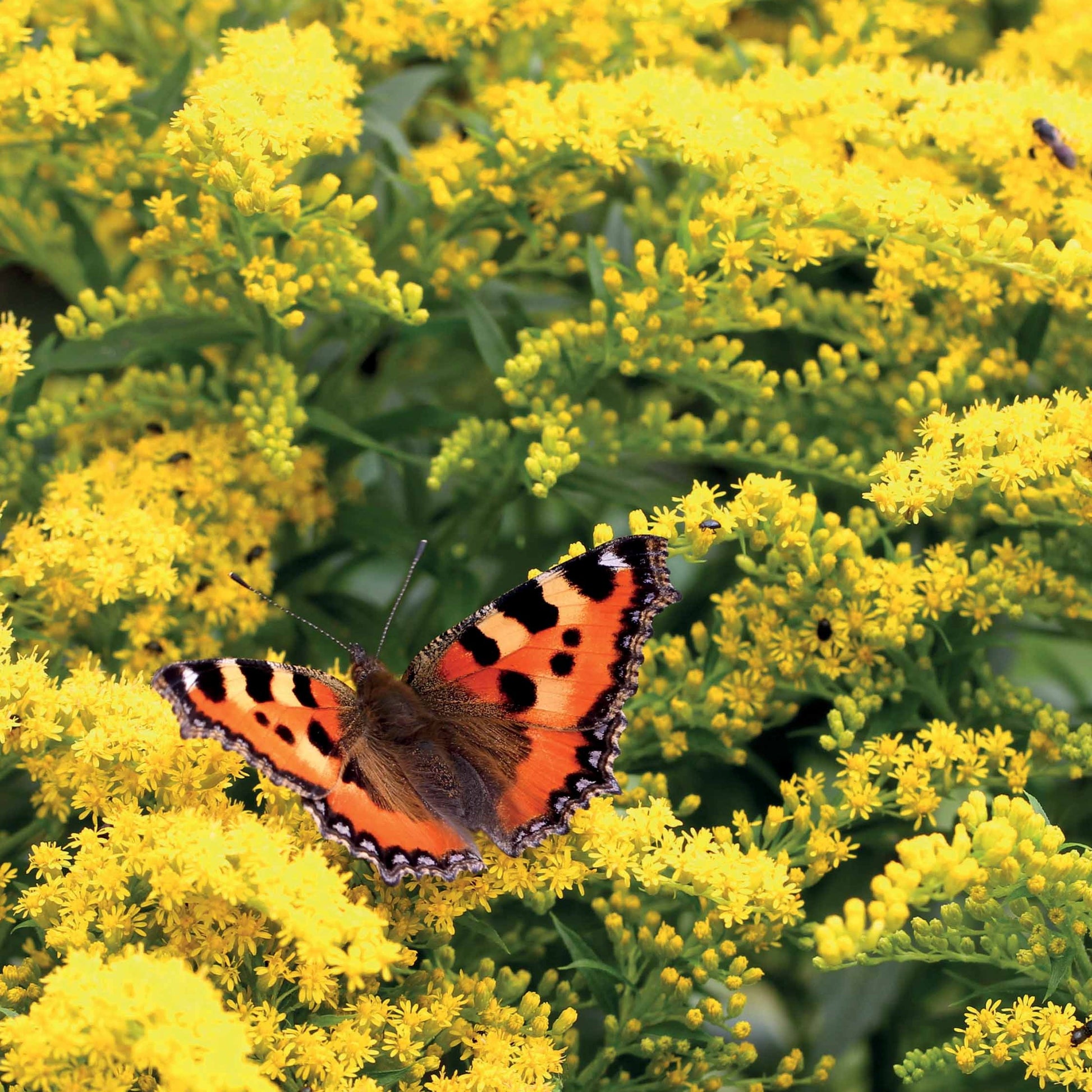 Solidago luteus - 5 Solidago - Verge d'or - Vivaces fleuries