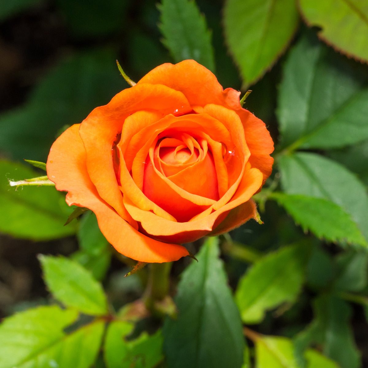 Rosier buisson orange - Bakker