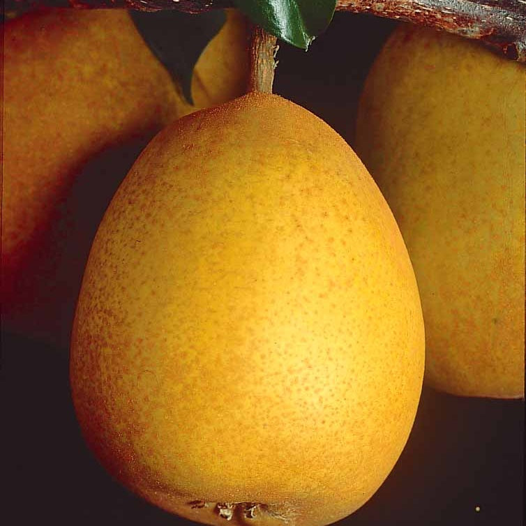 Poirier Beurré Hardy - Pyrus communis Beurré Hardy - Bakker