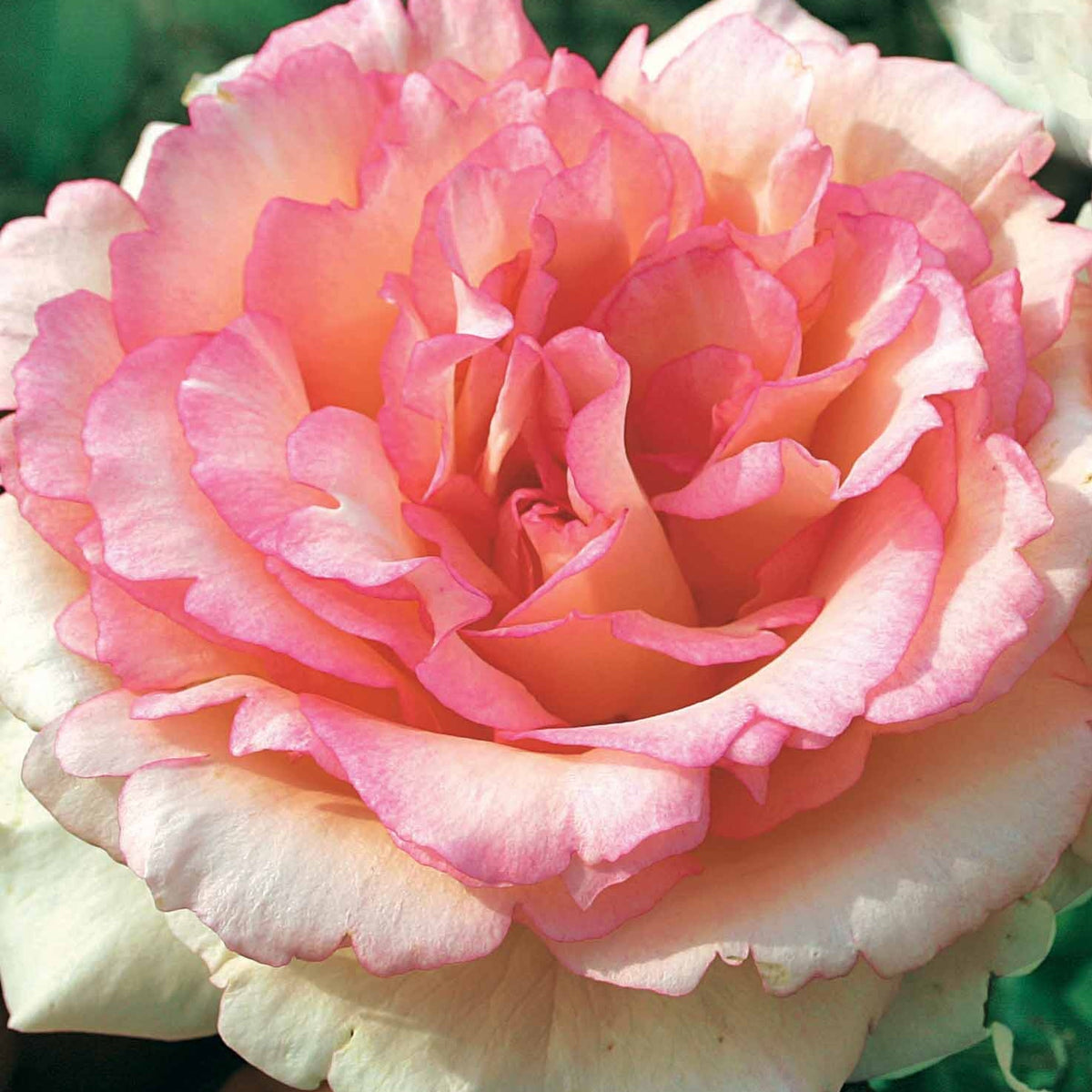 Rosier buisson Souvenir de Baden Baden ® Korsouba - Bakker
