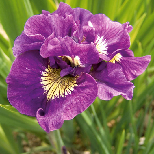 Bakker - 2 Iris de Sibérie Double Standard - Iris sibirica double standard - Plantes de bassin