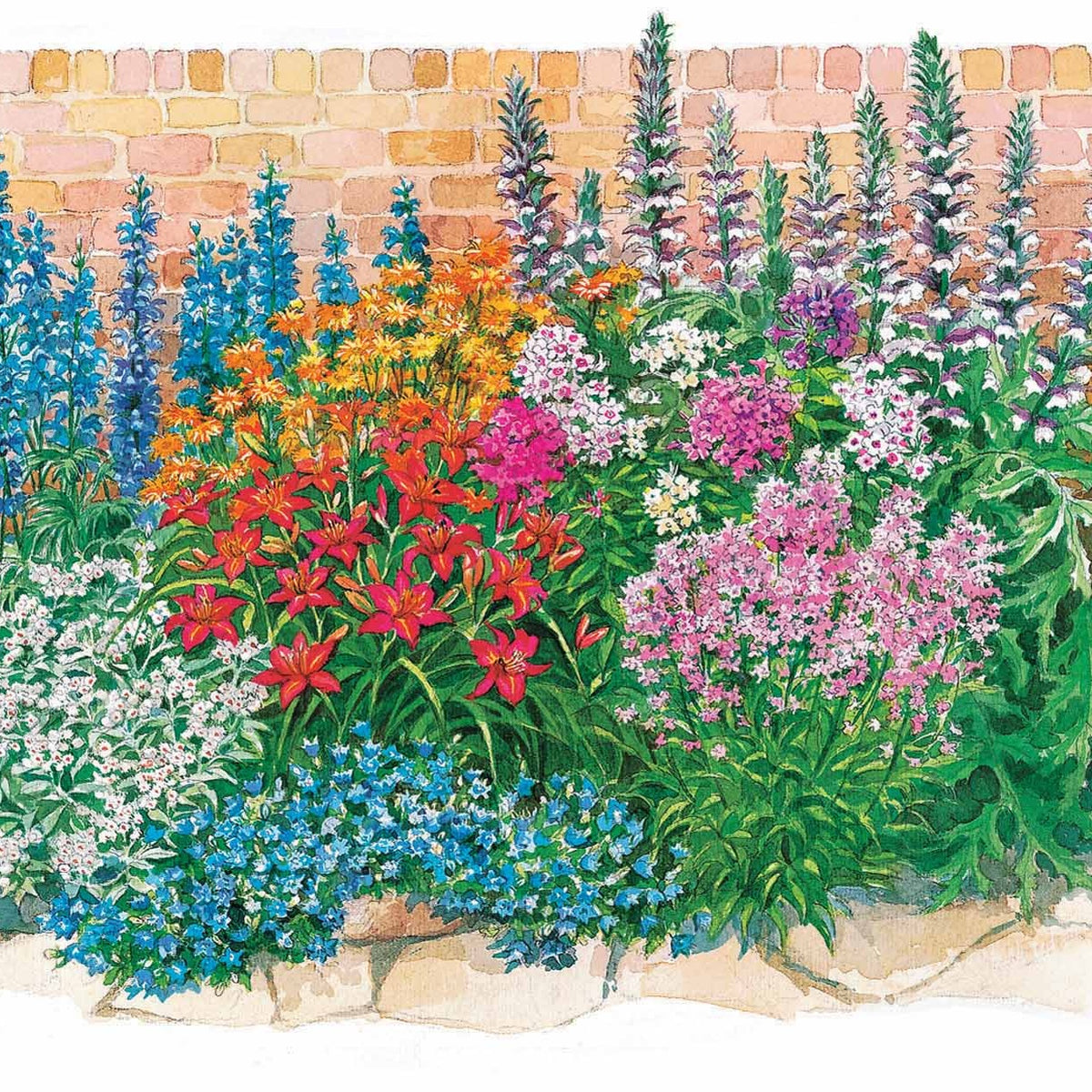 Le massif été fleuri - 18 plantes vivaces - Superficie environ 2 m² - Acanthus mollis, Heliopsis scabra, Aconitum napellus, Phlox paniculata, Hemrocallis Samy Russel, Lychnis viscaria, Anaphalis triplinervis, Campanula carpatica - Bakker