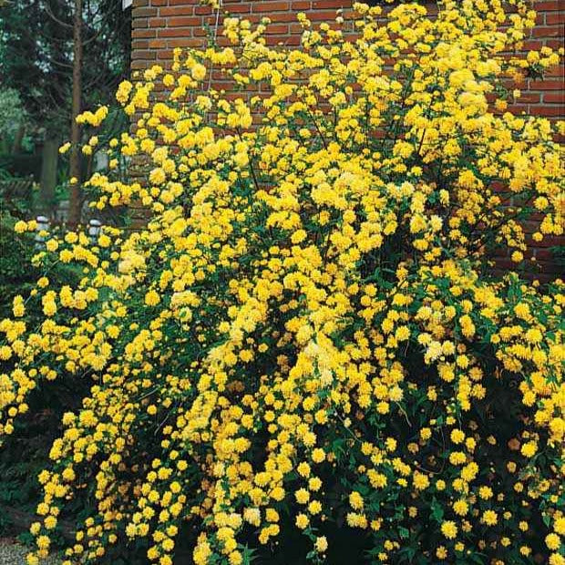 Corête du Japon - Kerria japonica pleniflora - Bakker