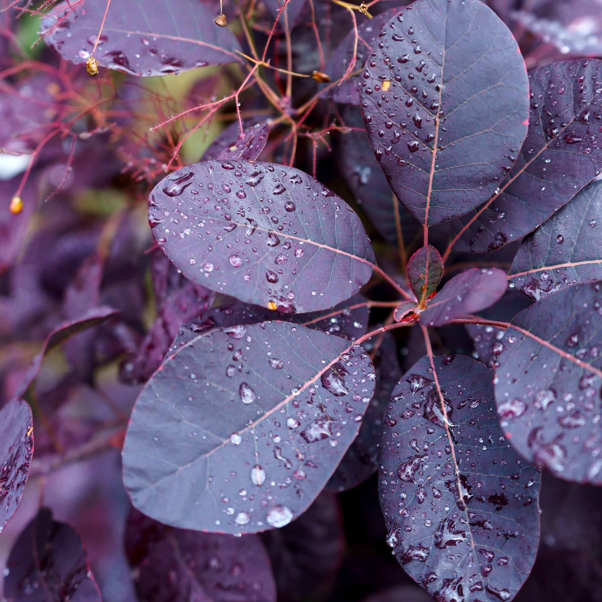 Cotinus coggygria royal purple - Arbre à perruque pourpre Royal Purple - Arbustes