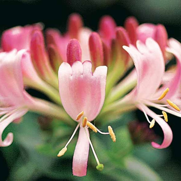 Lonicera periclymenum serotina - Chèvrefeuille des bois Serotina - Chèvrefeuille grimpant