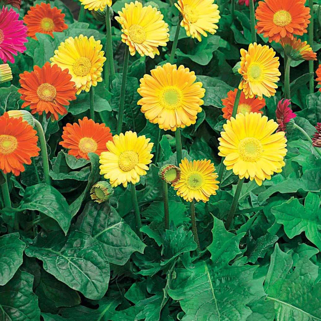 2 Garvineas oranges - Garvinea viviane - Bakker
